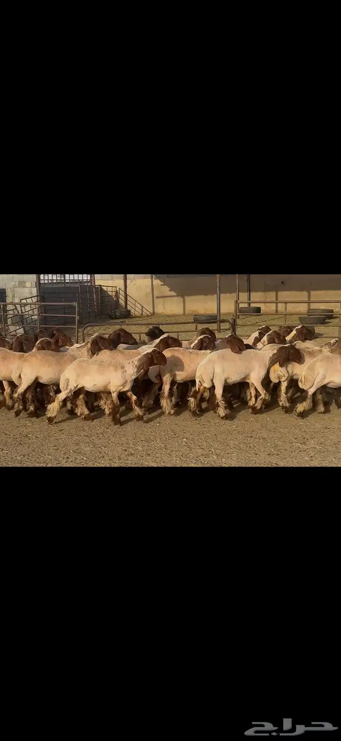 جذعات نعيم دبس . 12