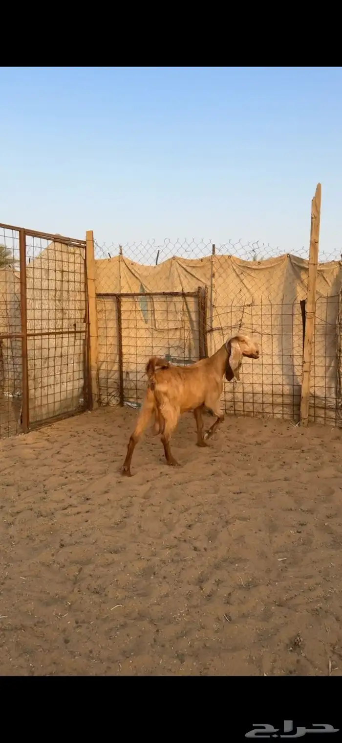 معزا دفيع تم البيع 8