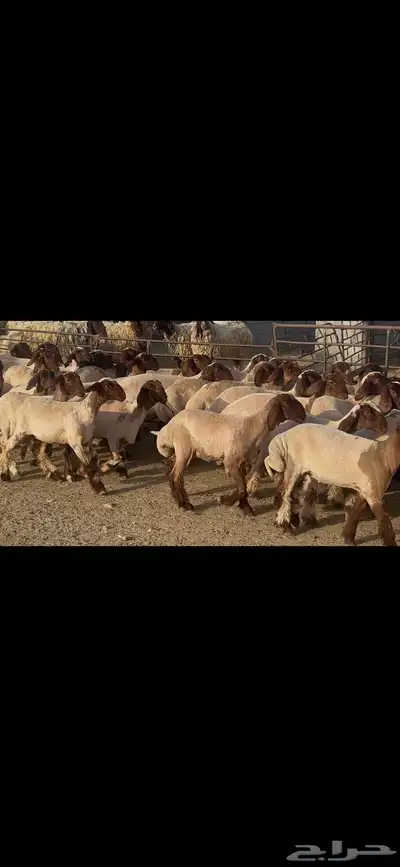 جذعات نعيم دبس . 3