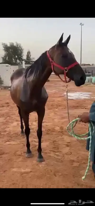 فرس شعبية حمراء معسوفة البيع لأعلى سومه 0