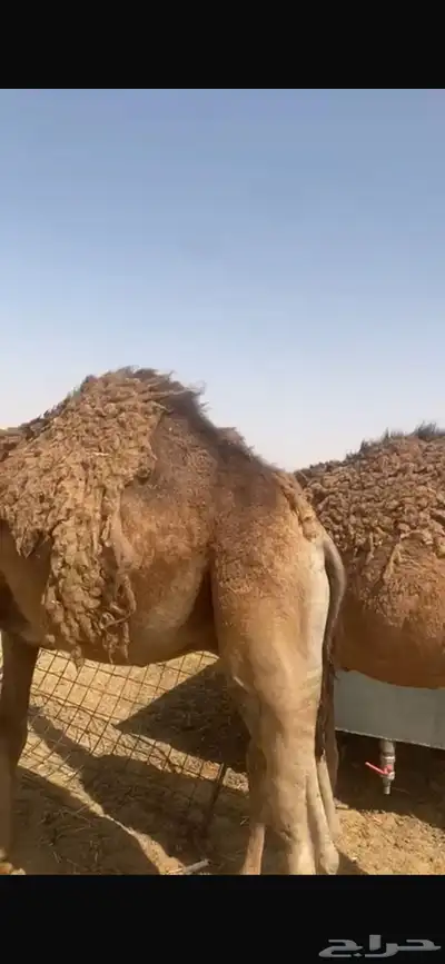 حشو قعدان للبيع 0
