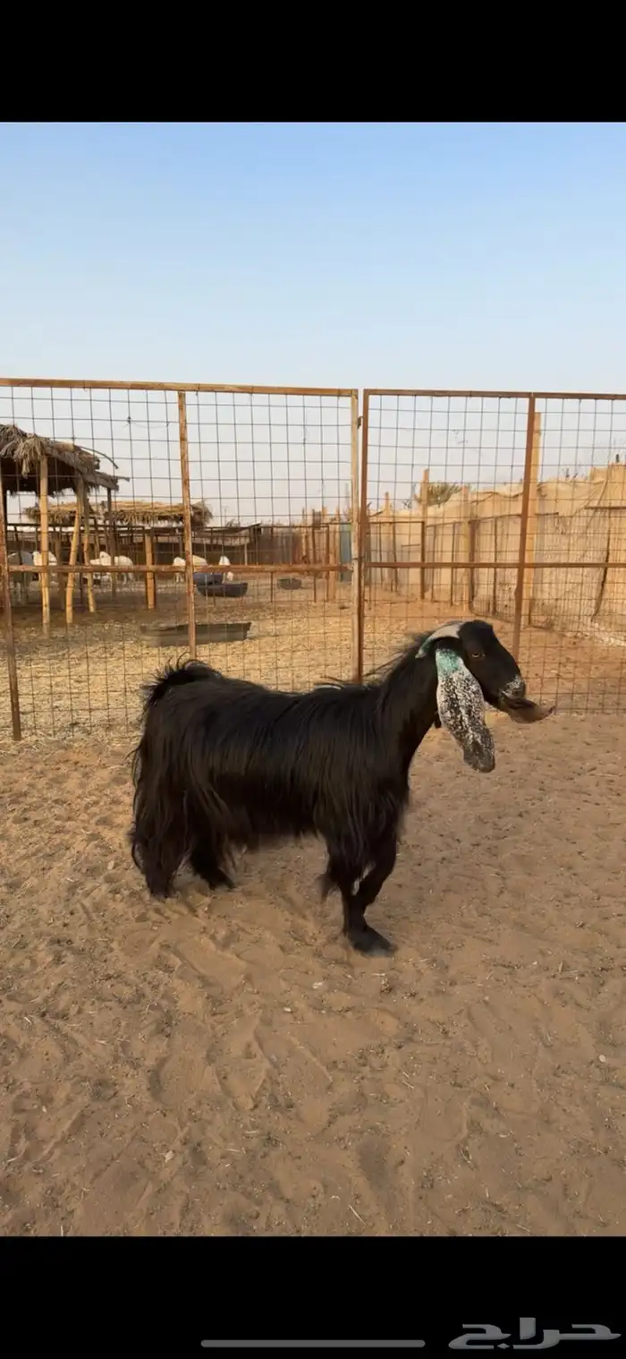 معزا دفيع تم البيع 3