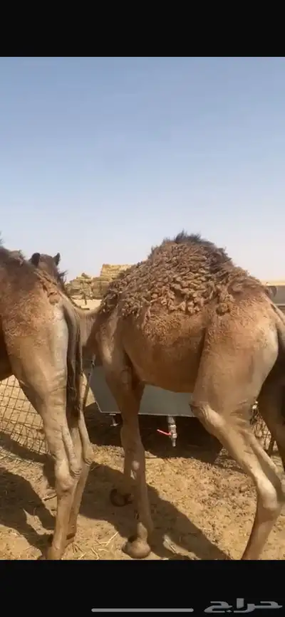 حشو قعدان للبيع 4