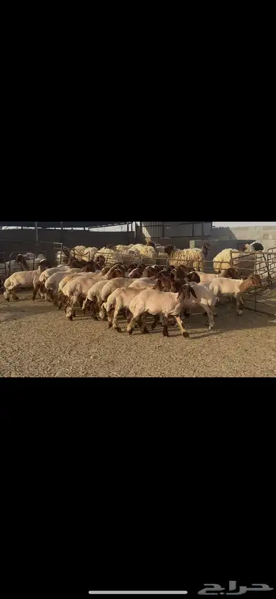 جذعات نعيم دبس . 17