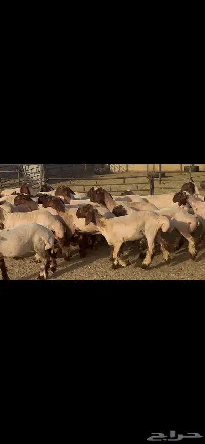 جذعات نعيم دبس . 7
