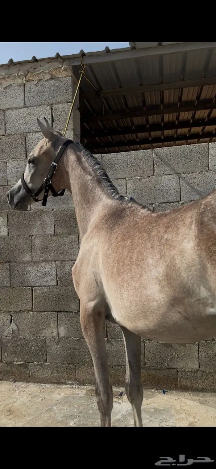 مهر واهو جميل 4