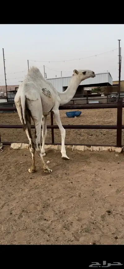 قعود قصب طيب 4