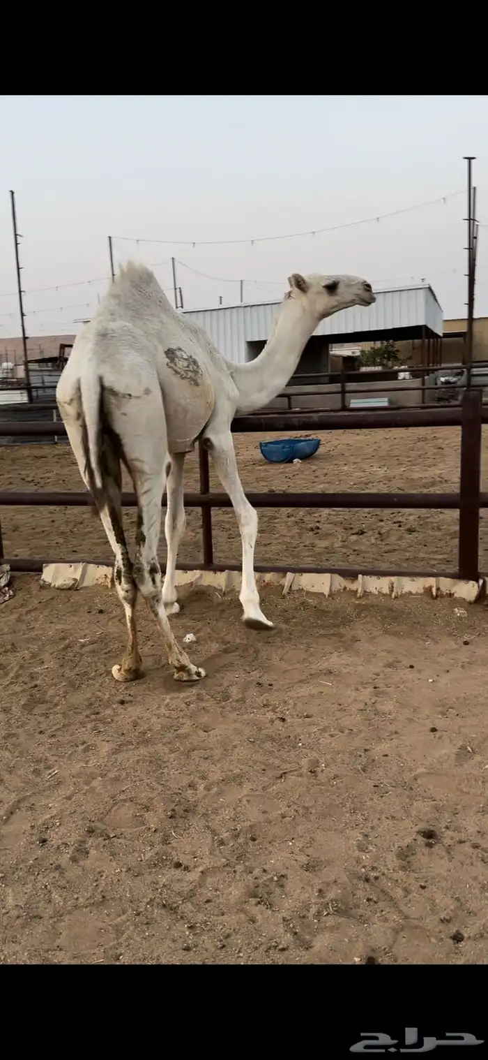 قعود قصب طيب 4