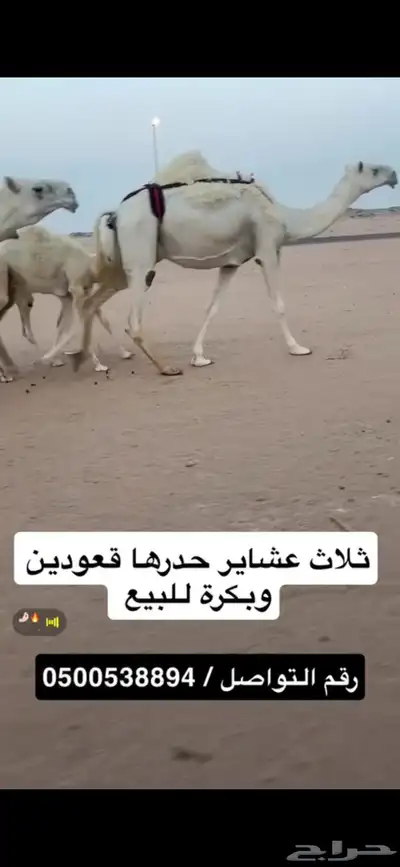 ثلاث خلفات ولقحة 1