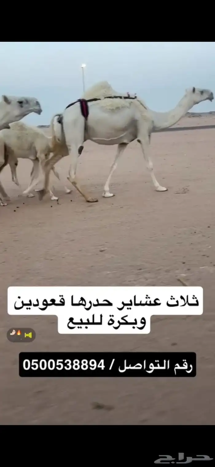 ثلاث خلفات ولقحة 1