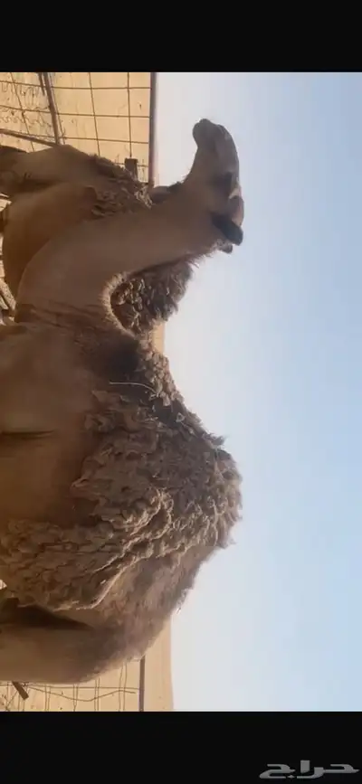 حشو قعدان للبيع 1