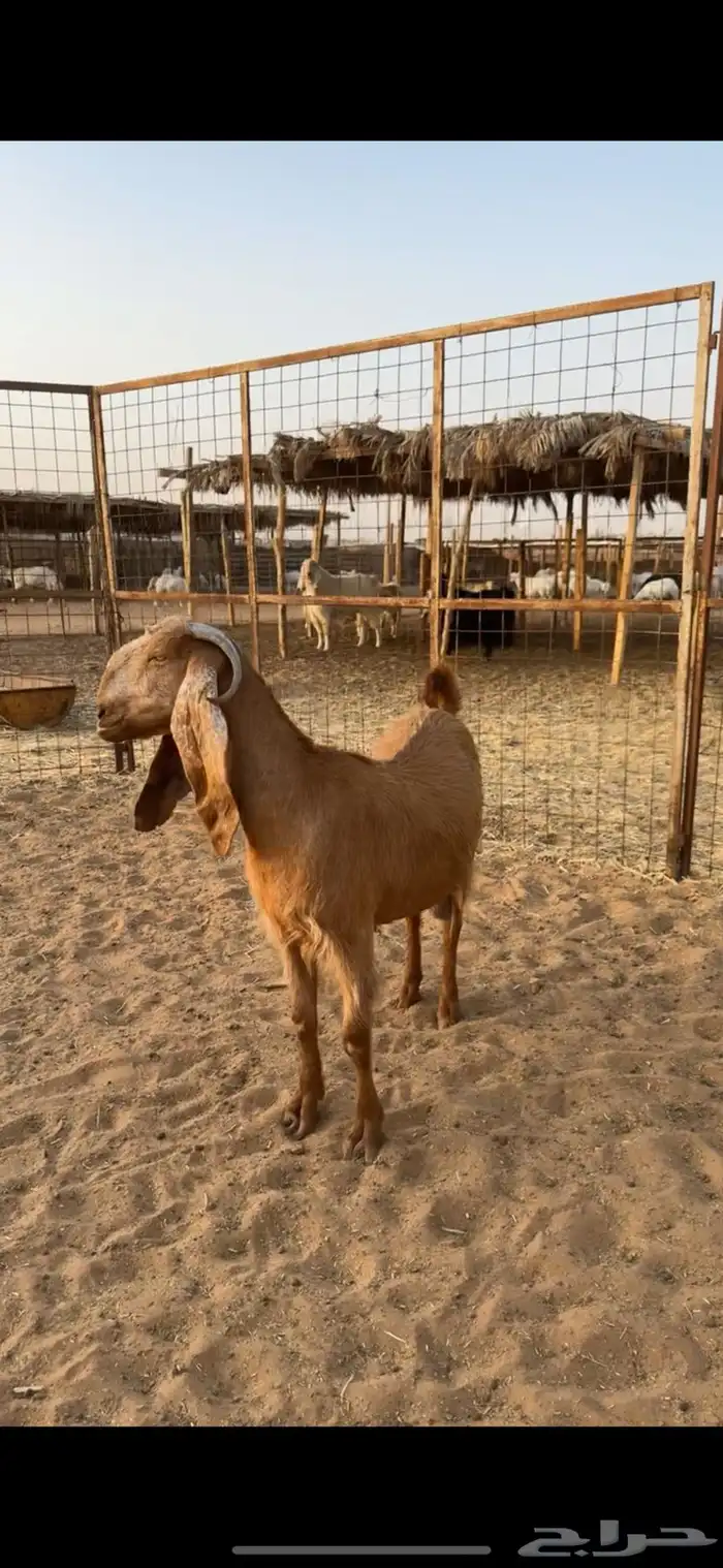 معزا دفيع تم البيع 7