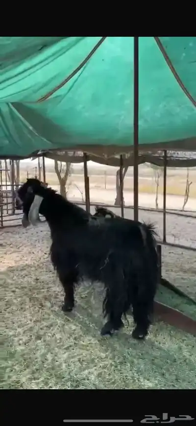 تيس فحل عارضي فاخر للبيع 0
