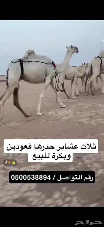 ثلاث خلفات ولقحة 2