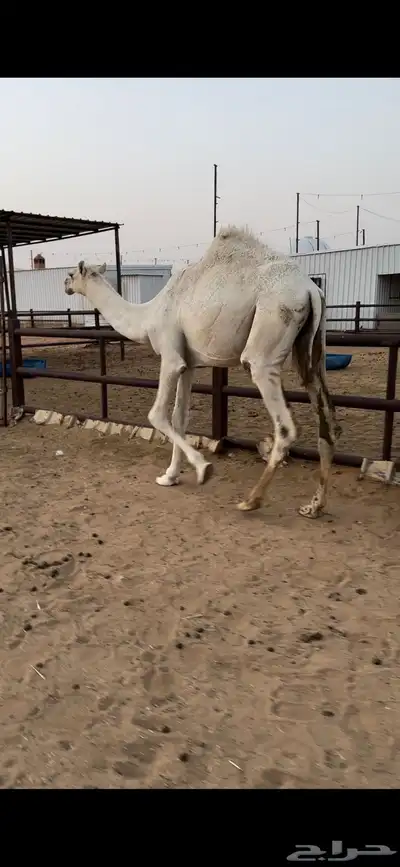 قعود قصب طيب 2