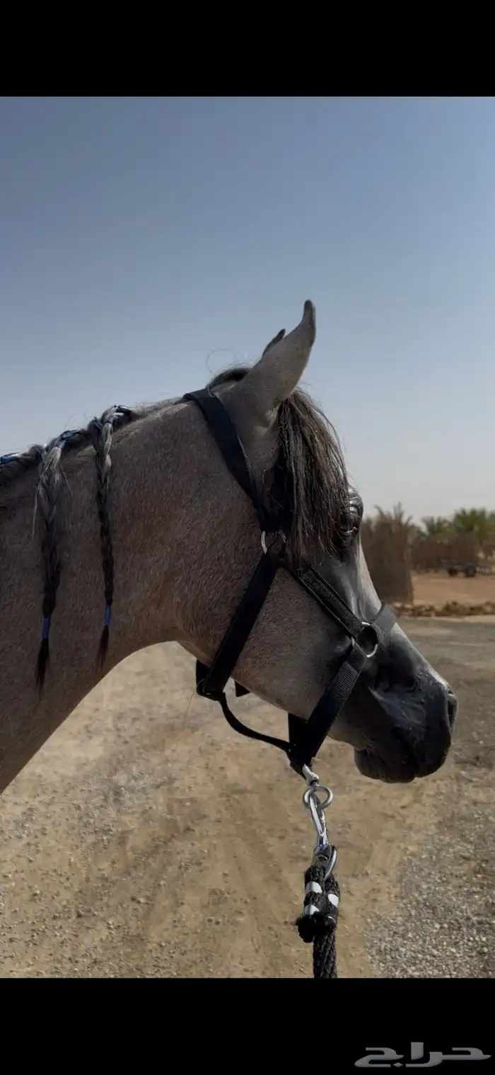 مهر واهو جميل 3