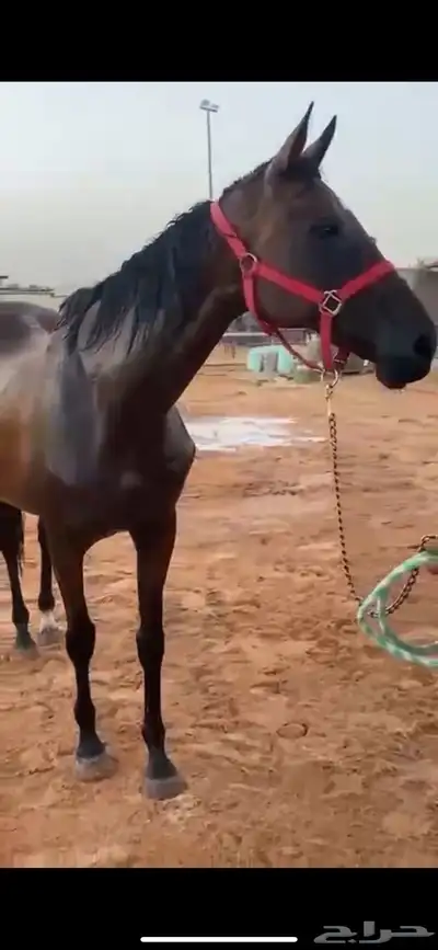 فرس شعبية حمراء معسوفة البيع لأعلى سومه 2