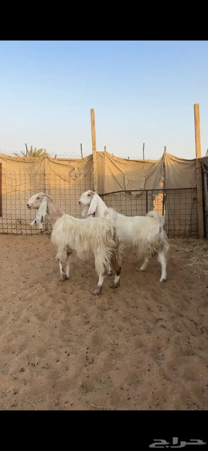 معزا دفيع تم البيع 0