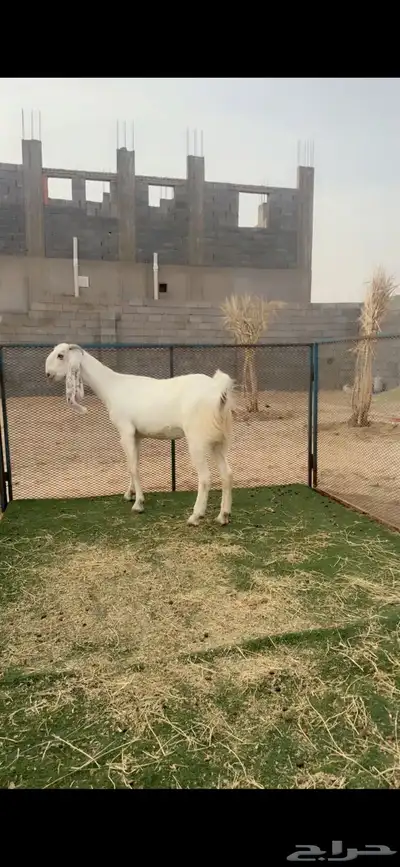 ماعز مطور وتيس مصري فاخر 0