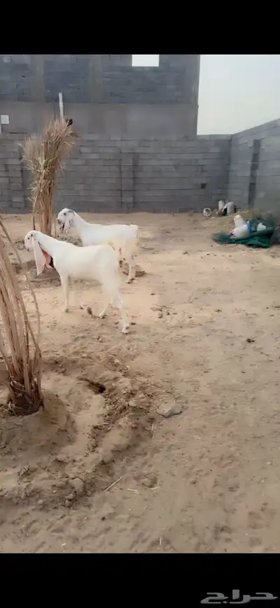 ماعز مطور وتيس مصري فاخر 5