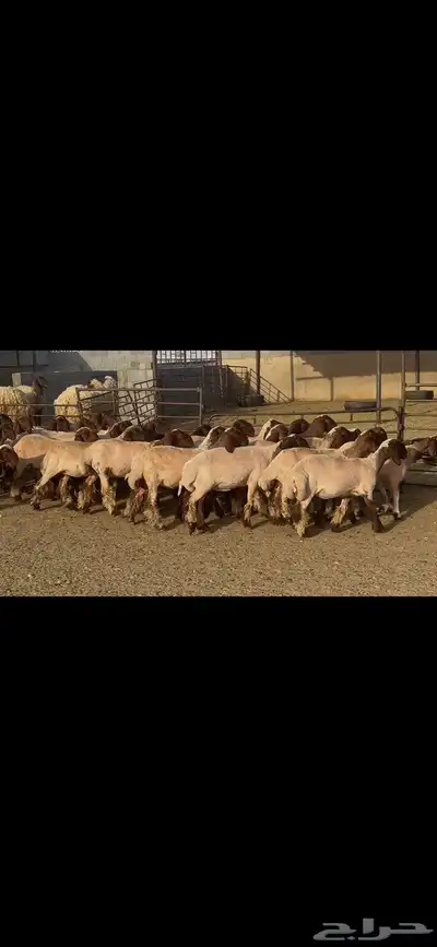 جذعات نعيم دبس . 15