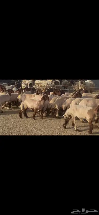 جذعات نعيم دبس . 0