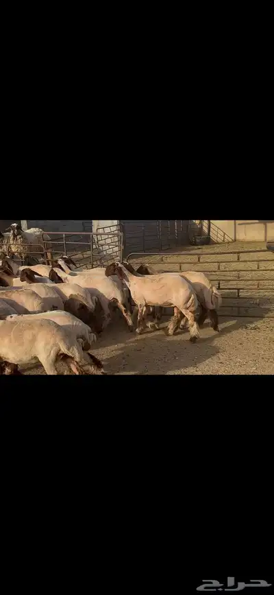 جذعات نعيم دبس . 8