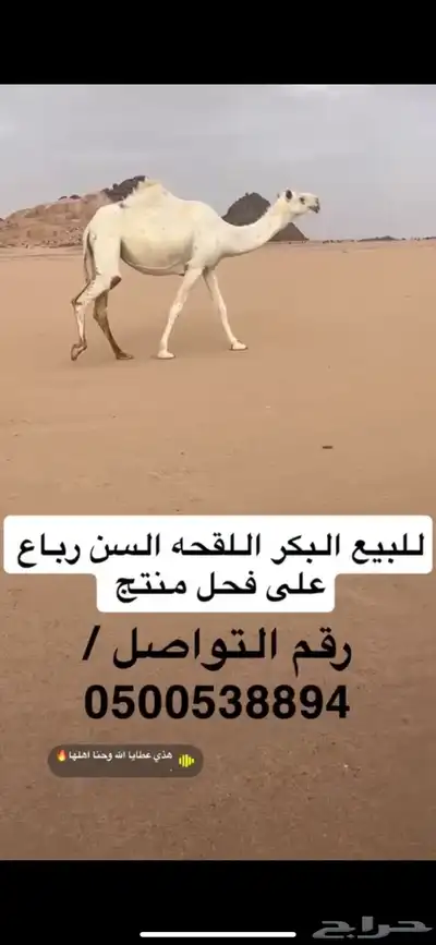 ثلاث خلفات ولقحة 4