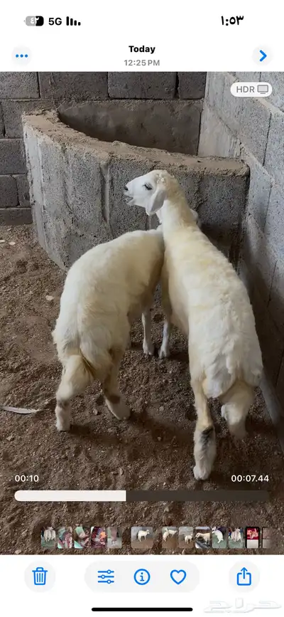 رخال 2 فل شحم   - الرجاء بخص السلعه . 0