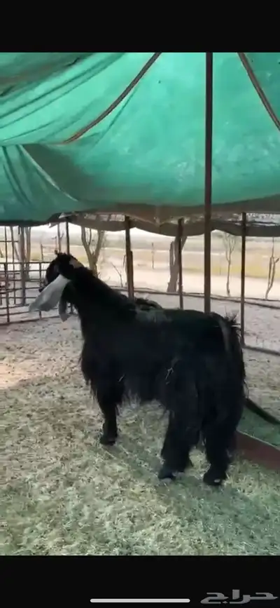 تيس فحل عارضي فاخر للبيع 2