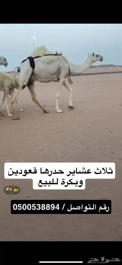 ثلاث خلفات ولقحة 3