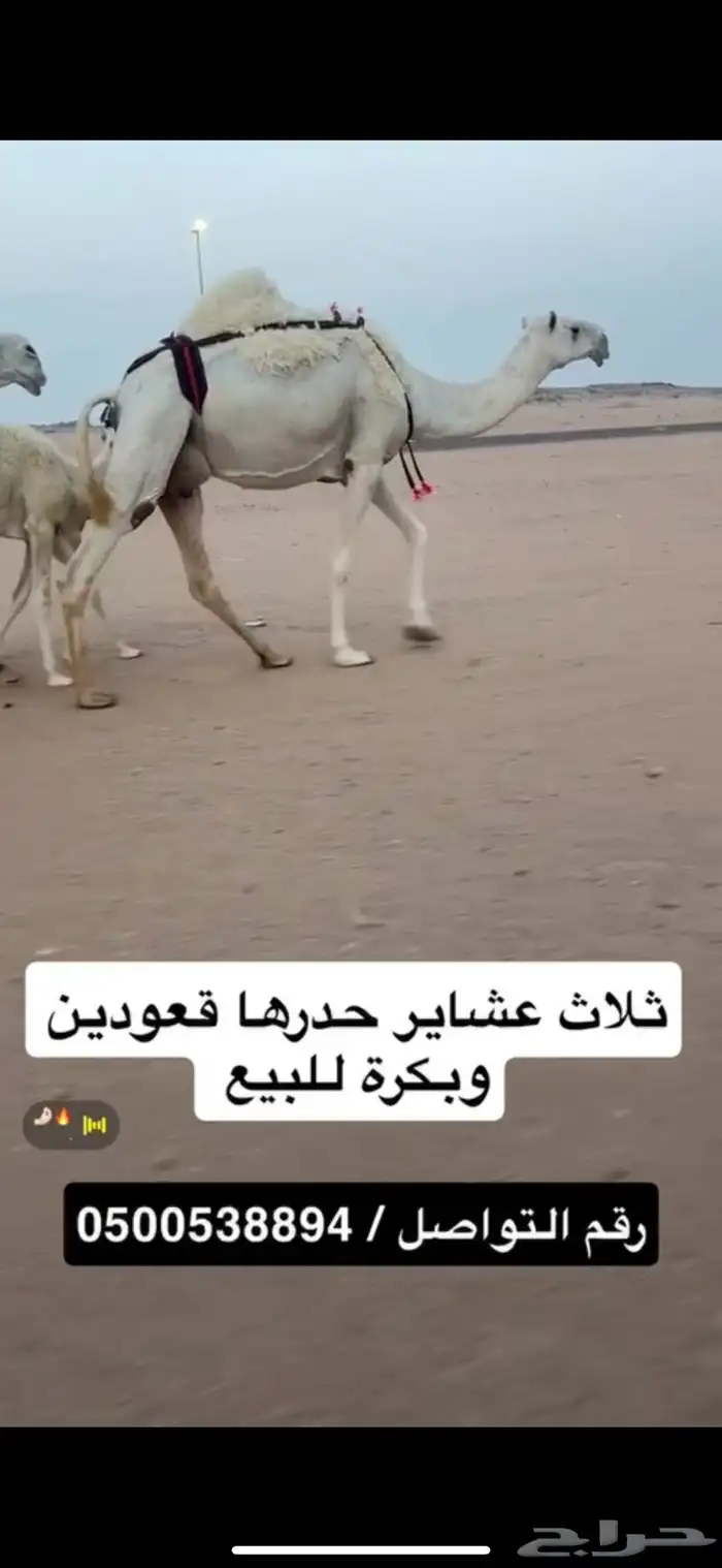 ثلاث خلفات ولقحة 3