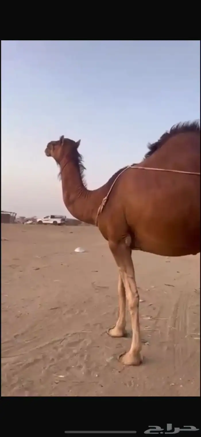 خلفه ساحليه كفوو 0