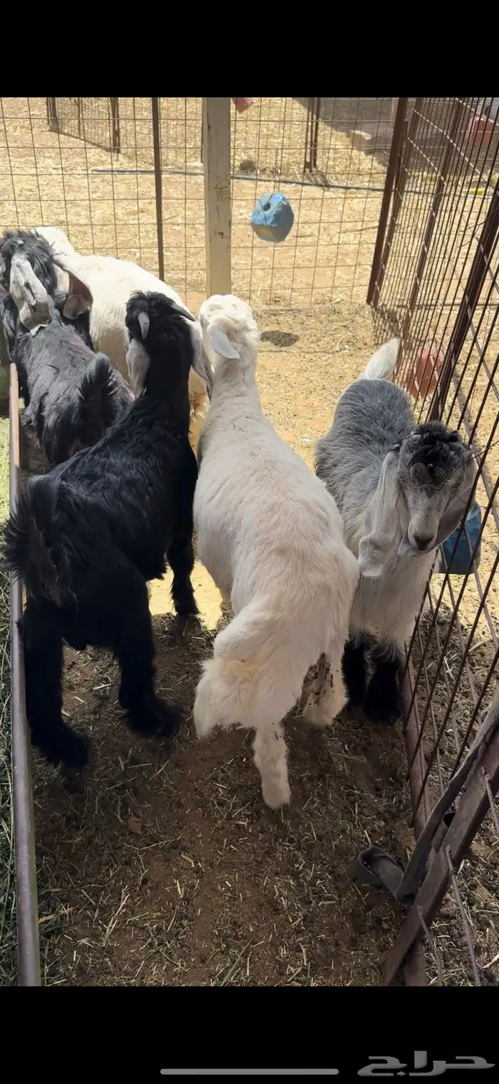 ذبايح تمايم وثلاجه للبيع 0