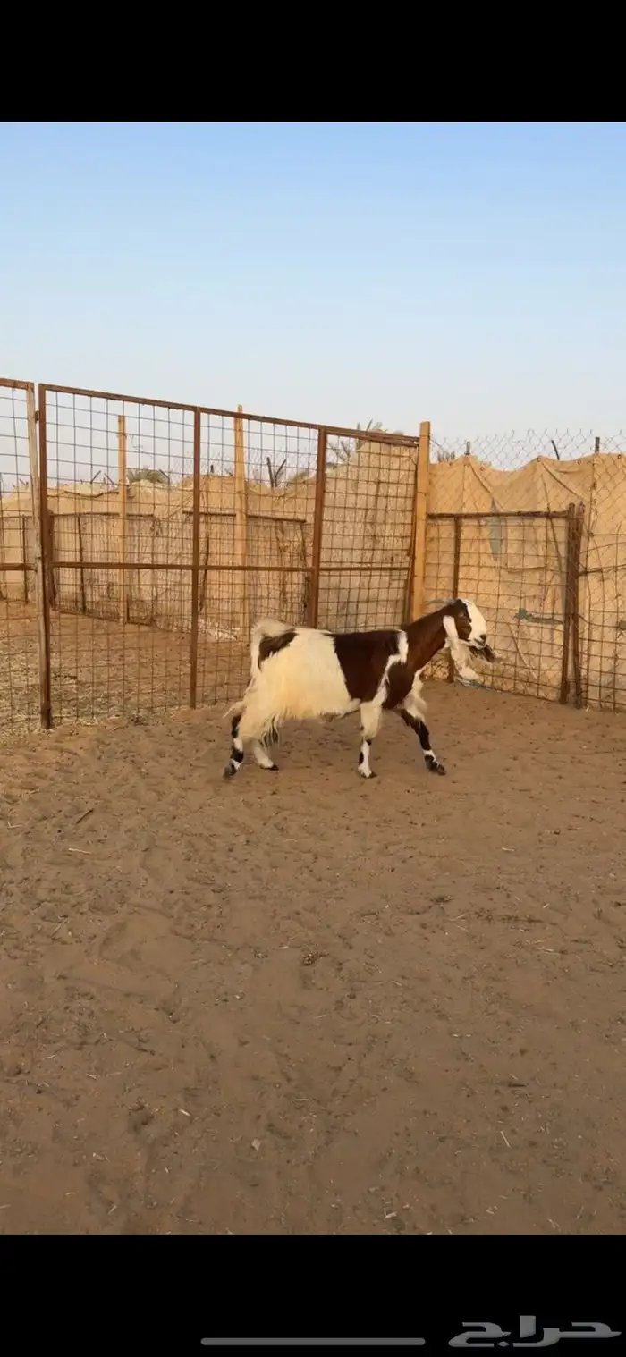 معزا دفيع تم البيع 9