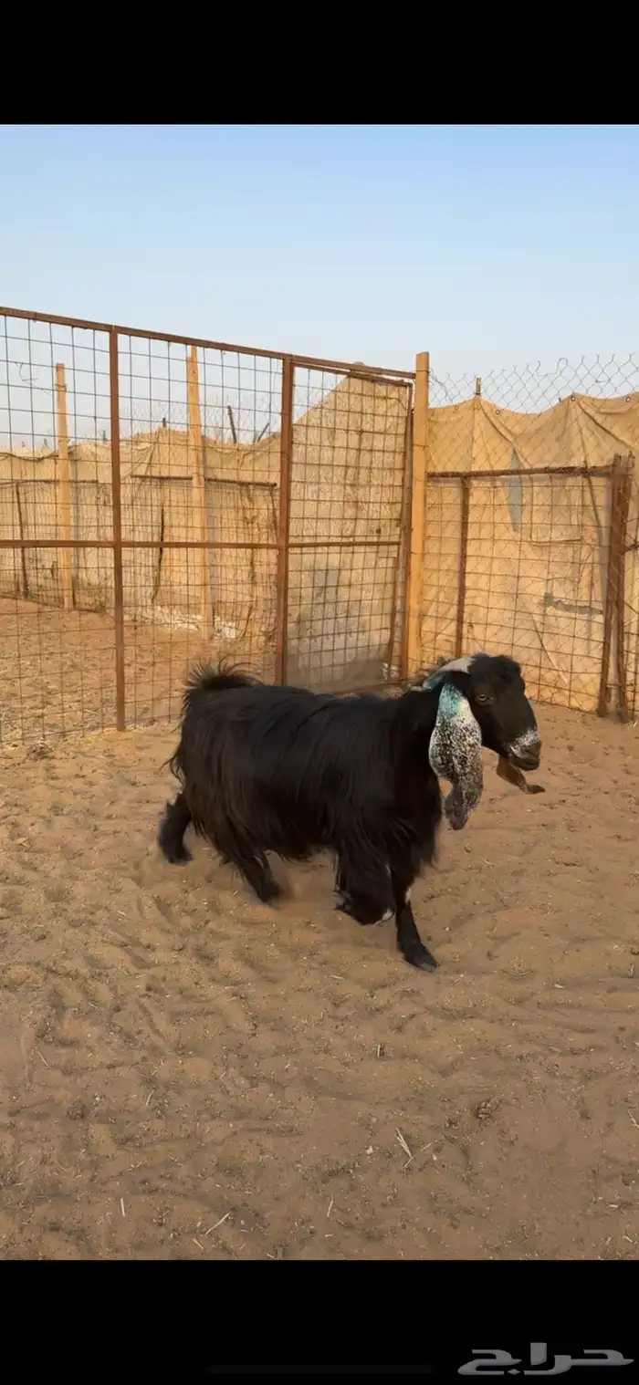 معزا دفيع تم البيع 5