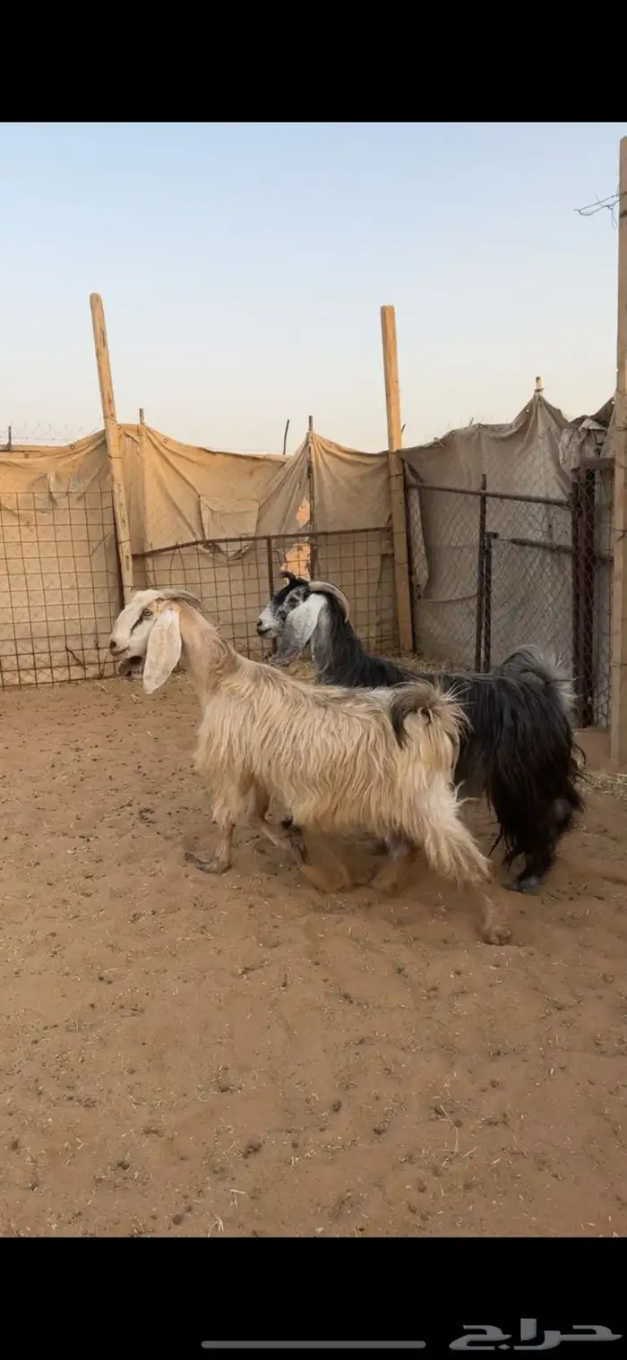 معزا دفيع تم البيع 14