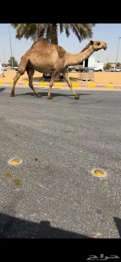 لقحه شعلا 0