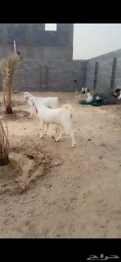 ماعز مطور وتيس مصري فاخر 6