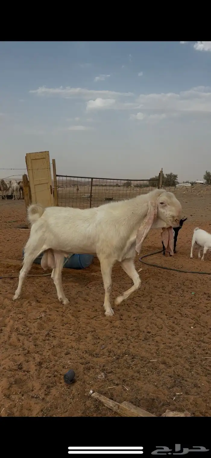 تيس ابرص انتاجه طيب ومشروط بنته في صوره 0