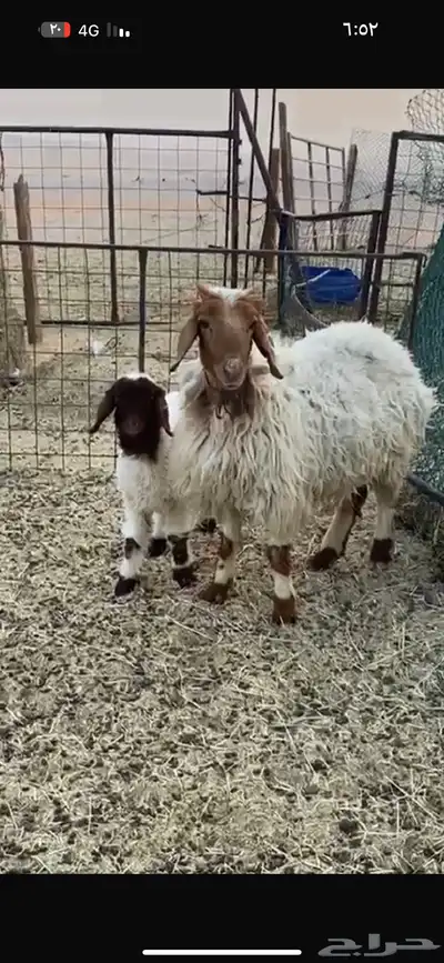 رغوث ثنيه تحتها رخل 1