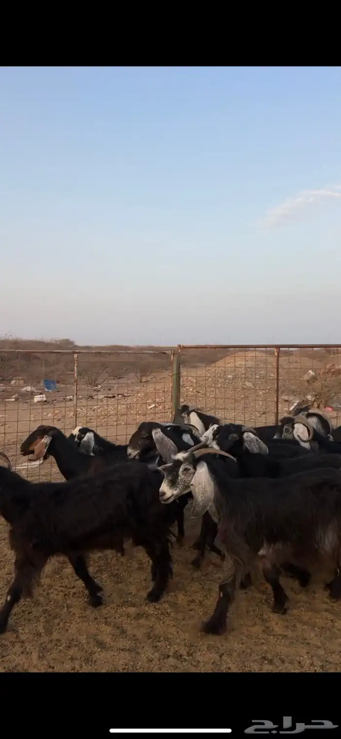 معزا طيبة الحد 780 3