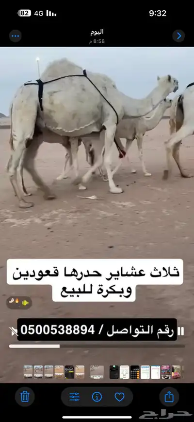 ثلاث خلفات ولقحة 0