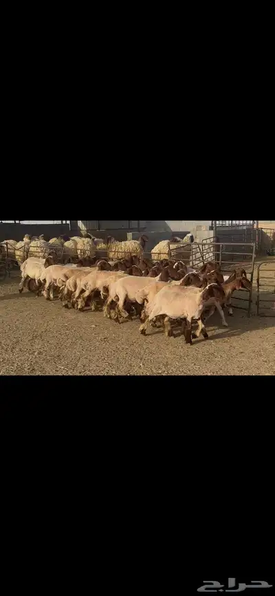 جذعات نعيم دبس . 16