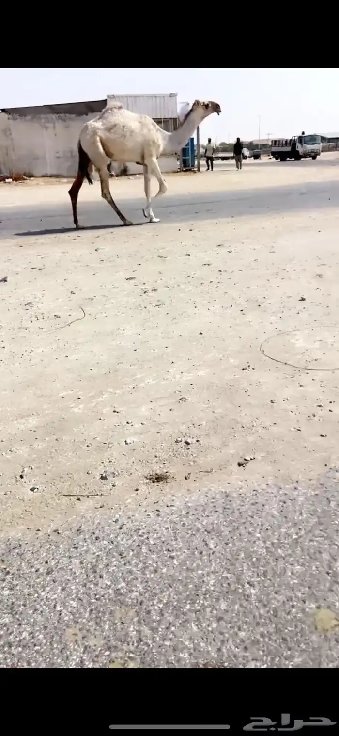 بكره مفروده 1