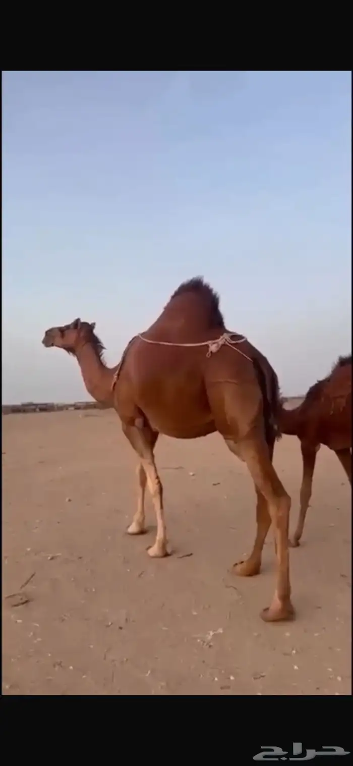 خلفه ساحليه كفوو 1