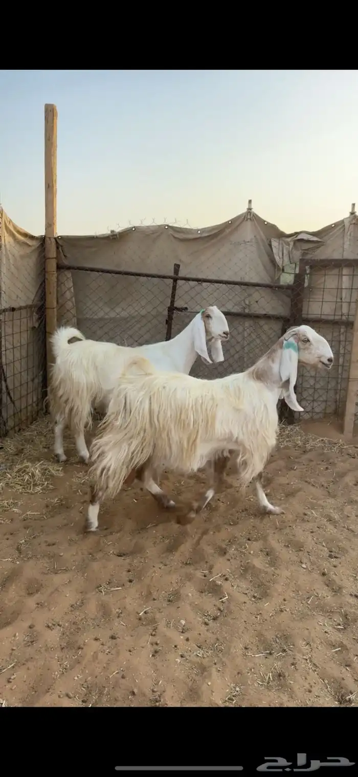 معزا دفيع تم البيع 2