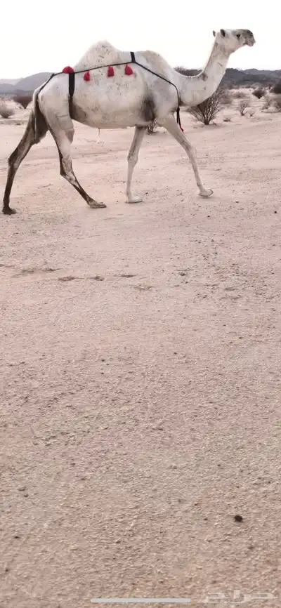 للبيع لقحه وضحا 0