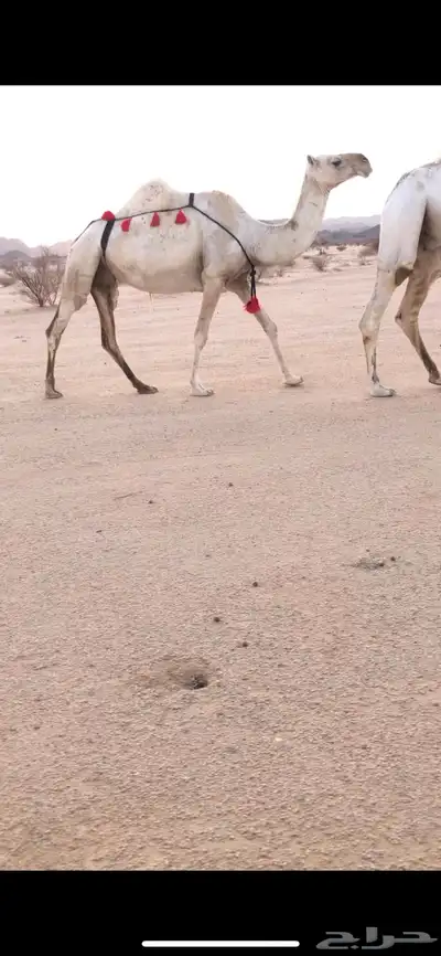 للبيع لقحه وضحا 1