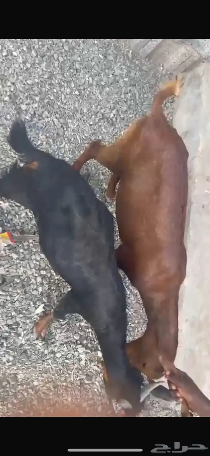 خرفان سواكني جذعان مرباه 0